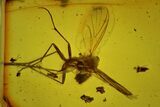 Large, Detailed Fossil Fly (Diptera) In Baltic Amber #135083-1